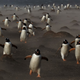 Illustration for article titled The first sign of the pending penguin apocalypse!